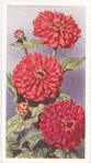 Zinnia.