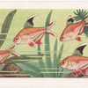 Rosy Tetra.