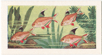 Rosy Tetra.