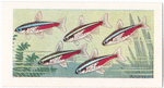 Neon Tetra.