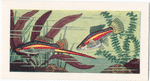 Orange Swordtail.