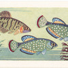 Argentine Pearl Fish.