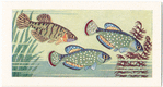 Argentine Pearl Fish.
