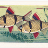 Tiger Barb.