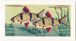 Tiger Barb.