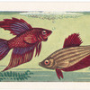 Siamese Fighting Fish.