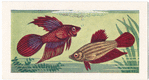 Siamese Fighting Fish.