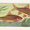 Lined Barb.