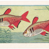 Flame Tetra.