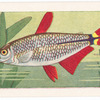Buenos Aires Tetra.