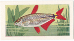Buenos Aires Tetra.