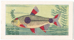 Exodon Paradoxus.