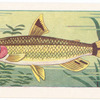 Red-eyed Characin.