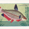 Striped Tetra.