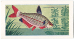 Striped Tetra.