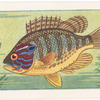 Common Sunfish.