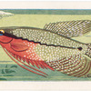 Pearl Gourami.