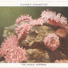 The Dahlia Anemone.