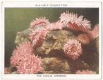 The Dahlia Anemone.