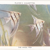 The Angel Fish.