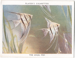 The Angel Fish.