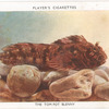 The Tom Pot Blenny.