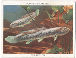 The Bow-fin.