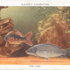 The Carp.