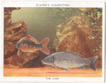 The Carp.