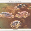 Cichlids.