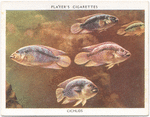 Cichlids.
