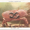 The Edible Crab.