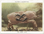 The Edible Crab.