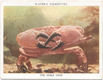 The Edible Crab.
