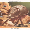 The King Crab.
