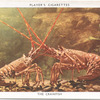 The Crawfish.