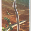 The Common Eel.