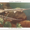 The Fresh-water Garfish.