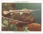 The Fresh-water Garfish.