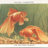 The Veil-tailed Goldfish.