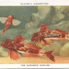 The Sapphirine Gurnard.