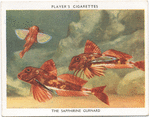 The Sapphirine Gurnard.