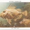 The John Dory.