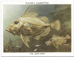 The John Dory.