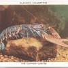 The Common Lobster.