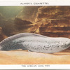 The African Lung Fish.