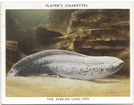 The African Lung Fish.