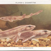 The Nursehound.