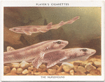 The Nursehound.