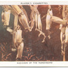 Egg-cases of the Nursehound.
